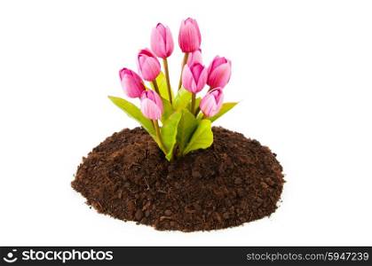Colourful tulip flowers growing in the soil