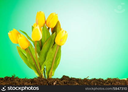 Colourful tulip flowers growing in the soil