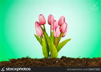 Colourful tulip flowers growing in the soil