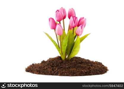 Colourful tulip flowers growing in the soil