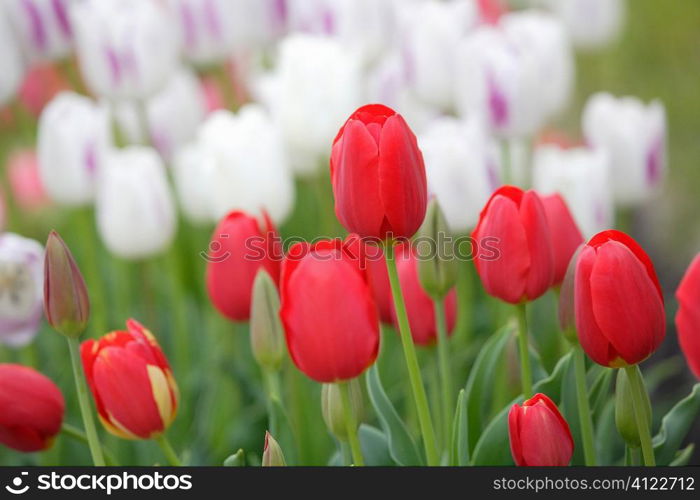 Colourful tulips