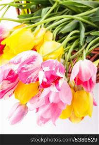 Colourful tulips in basket on white