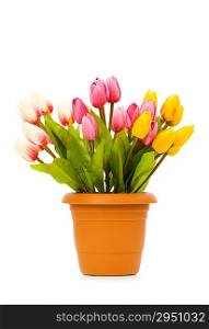 Colourful tulips isolated on the white background