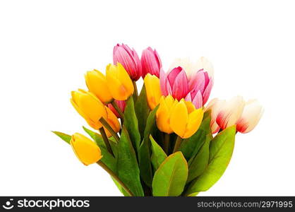 Colourful tulips isolated on the white background