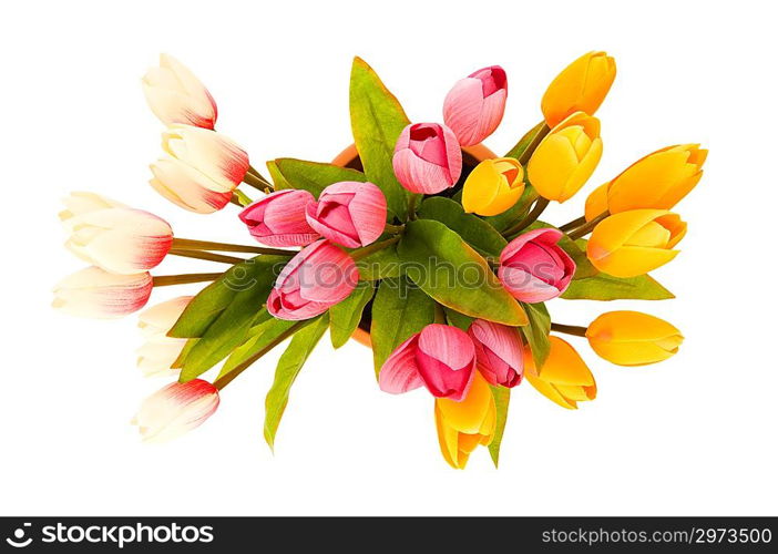 Colourful tulips isolated on the white background