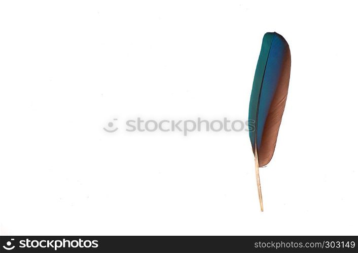 colourfull feather of parrot