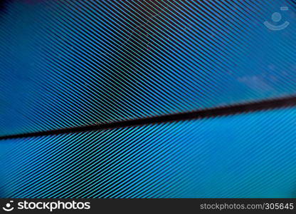 colourfull feather of parrot