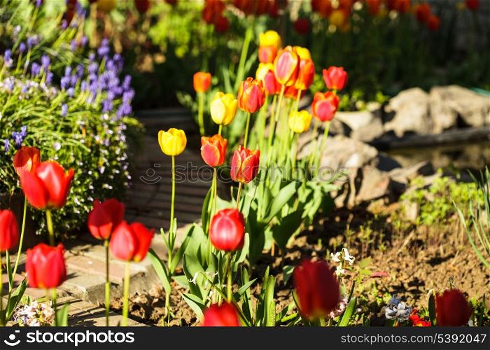 Colourfull tulips on the flowerbed close up