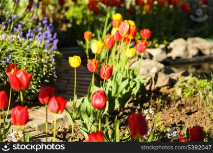 Colourfull tulips on the flowerbed close up