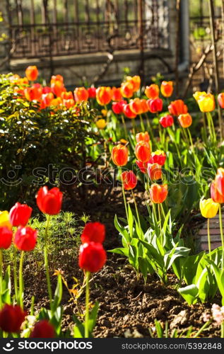 Colourfull tulips on the flowerbed close up