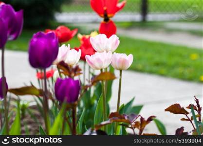 Colourfull tulips on the flowerbed closeup