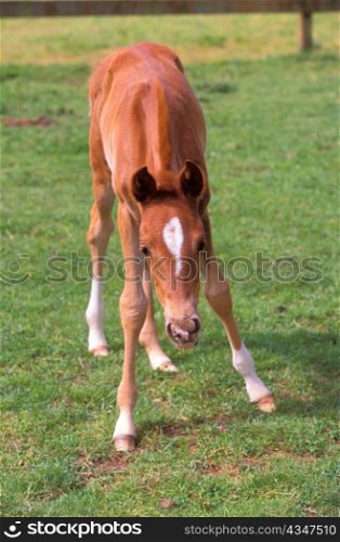 Colt on Unsteady Legs in Green Pasture