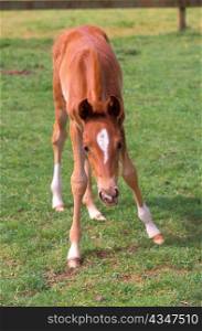 Colt on Unsteady Legs in Green Pasture