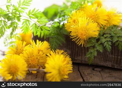 coltsfoot flowers spring herbs and scissors