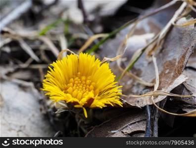 Coltsfoot growing inbetween old grey and brown leaves from autumn at spring