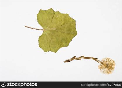 coltsfoot herbarium on white background.