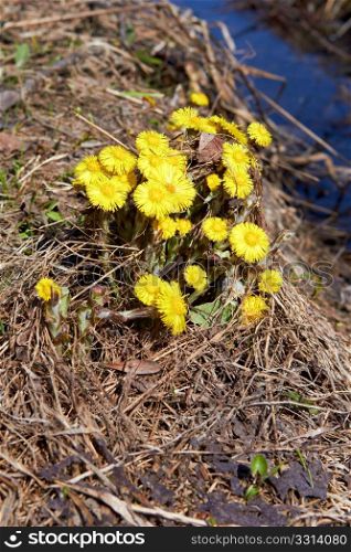 coltsfoot in the spring sunny day close up