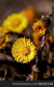 Coltsfoot is one of the first spring flowers, the flowers of which appear before the leaves develop. The coltsfoot was the medicinal plant of the year 1994 in Germany