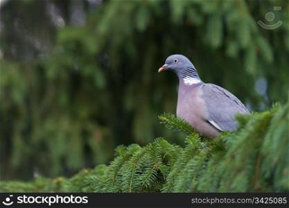 Columba balumbus pigeon sitting on a branch, close-up shoot.