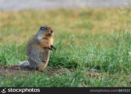 Columbia Ground Squirrel (Urocitellus columbianus) on a meadow after rain, Waterton Lakes National Park, Alberta, Canada