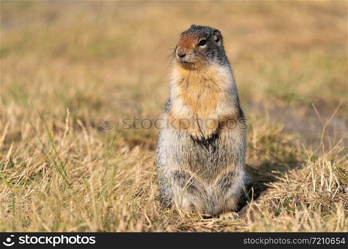 Columbia Ground Squirrel (Urocitellus columbianus) on a meadow, Waterton Lakes National Park, Alberta, Canada
