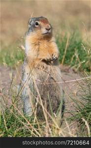 Columbia Ground Squirrel (Urocitellus columbianus) on a meadow, Waterton Lakes National Park, Alberta, Canada