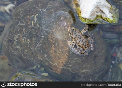 Columbia Spotted Frog (Rana luteiventris), image was taken in the Waterton Lakes National Park, Alberta, Canada