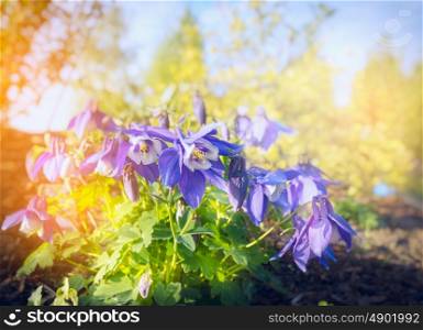 Columbine Akelei flowers bush on blurred sunny nature background