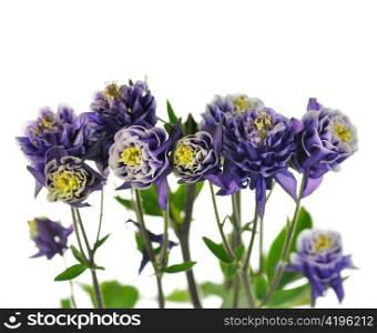 columbine dark blue and white flowers , close up