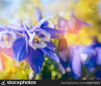 Columbine flowers in sun light, close up