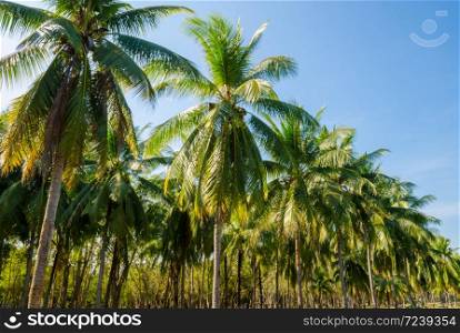 column of coconut palm trees