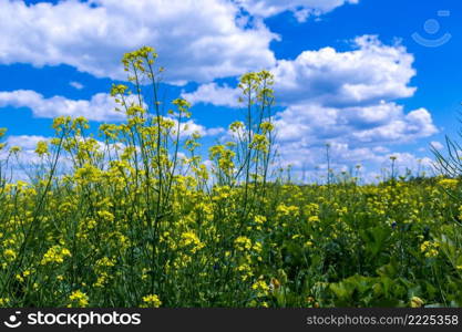 Colza field and blue sky in a summer day