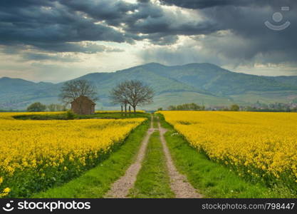 colza field in alsace in france