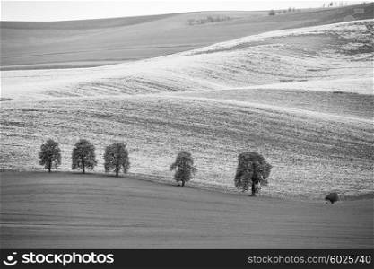 Colza fields in Czech Moravia hills. Arable lands in spring