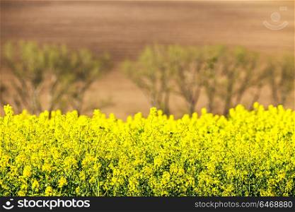 Colza fields in Czech Moravia hills. Rapeseed arable lands in spring