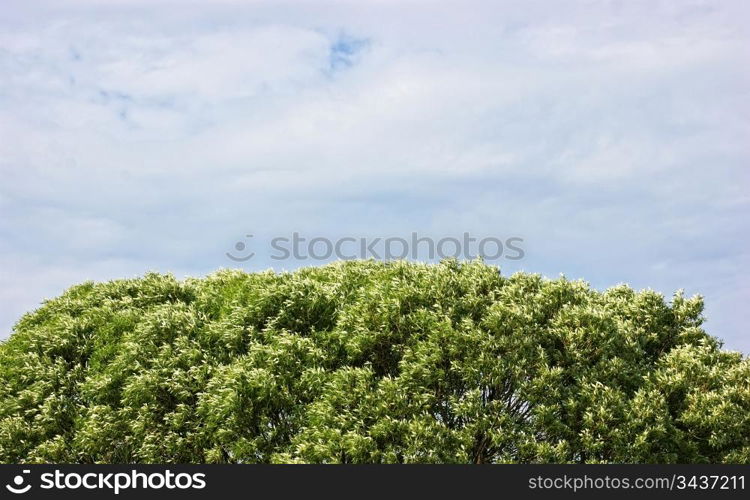 coma on a background of sky with clouds