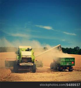 Combine harvester dumps harvested wheat into truck. Farm scene. Farming harvest season.