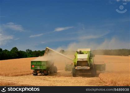 Combine harvester dumps harvested wheat into truck. Farm scene. Farming harvest season.
