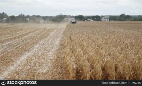 Combine harvester gathering maize corn on a farmfield