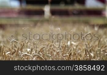 Combine machine harvesting ripe wheat, close up, focus on the wheat ears