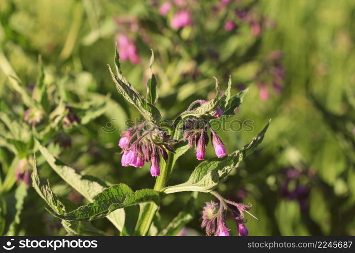 Comfrey. Comfrey or Symphytum officinale flower used in organic medicine.. Comfrey. Comfrey or Symphytum officinale flower used in organic medicine