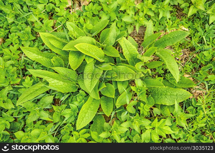 comfrey, young fresh leaves in spring