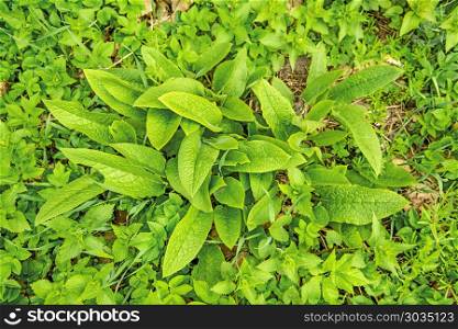 comfrey, young fresh leaves in spring
