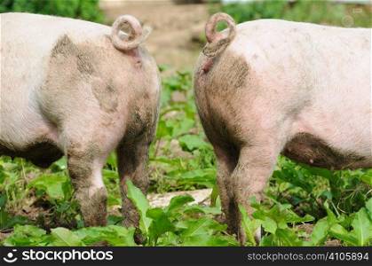 Comical picture of a boar and a sow