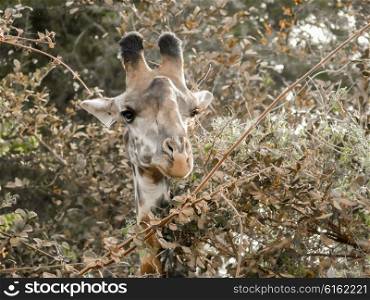 Comical view of the head of a giraffe as it browses on the leaves of some trees in Nakuru National Park, Kenya.