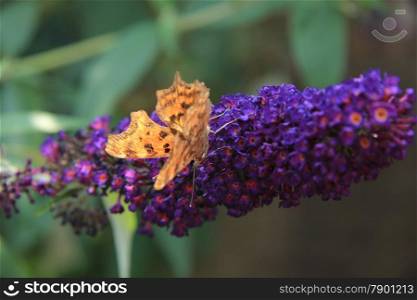 Comma butterfly or Polygonia C Album on summer lilac