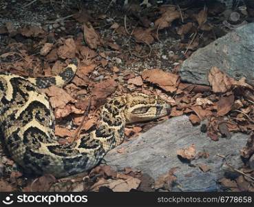 Common African Venomous Snake Bitis Arietans, Puff Adder