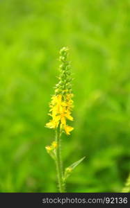 Common agrimony (Agrimonia eupatoria)