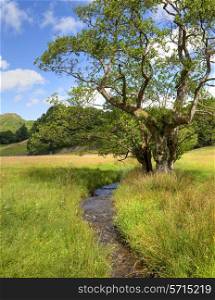 Common Alder tree by stream, Elterwater, the Lake District, Cumbria, England.