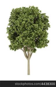 common ash tree isolated on white background. 3d illustration